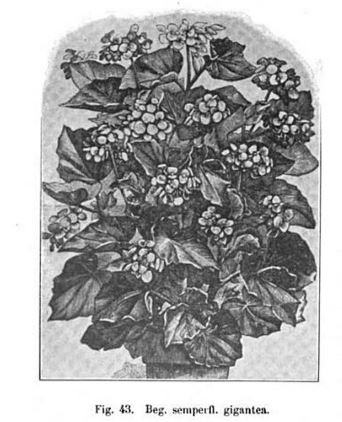 B. ‘Gigantea’